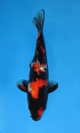 Gin-Rin Showa II (JK 20110033)