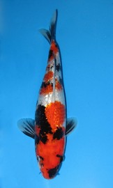 Gin-Rin Showa I (JK 20110037)