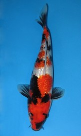 Gin-Rin Showa II (JK 20110037)