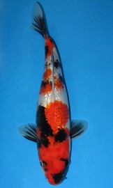 Gin-Rin Showa III (JK 20110037)
