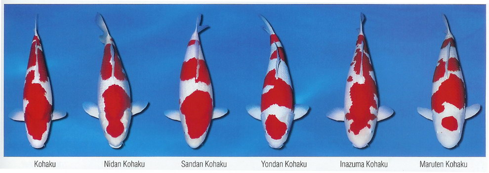 Základní barevné variety KOI (1)