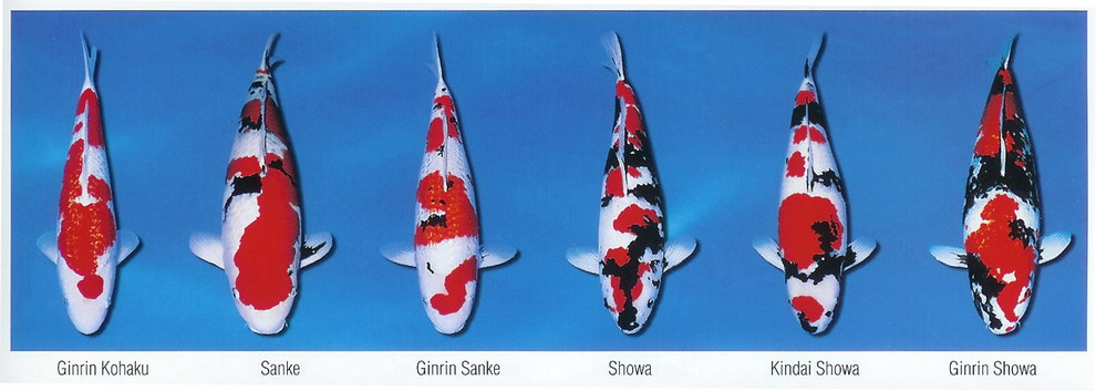 Základní barevné variety KOI (2)