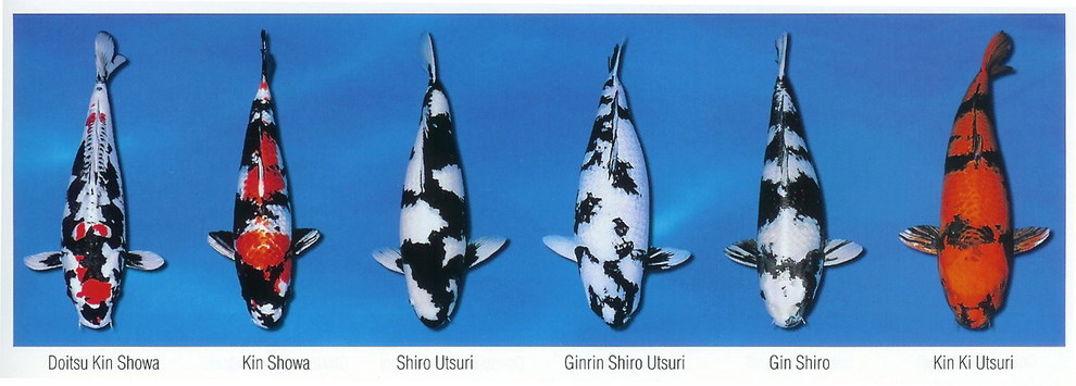 Základní barevné variety KOI (3)