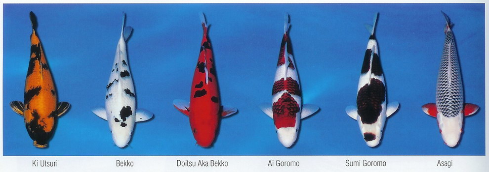 Základní barevné variety KOI (4)