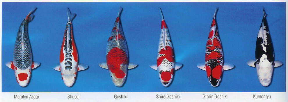Základní barevné variety KOI (5)