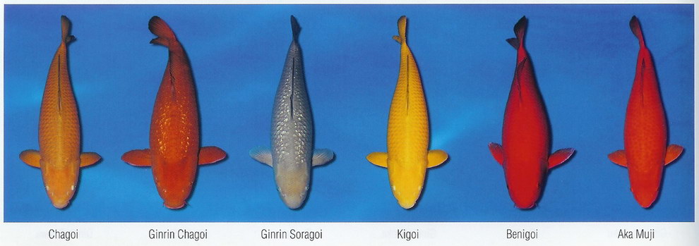 Základní barevné variety KOI (6)
