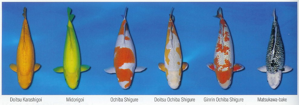 Základní barevné variety KOI (7)