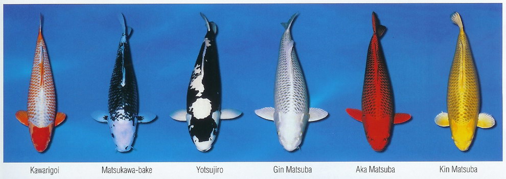 Základní barevné variety KOI (8)