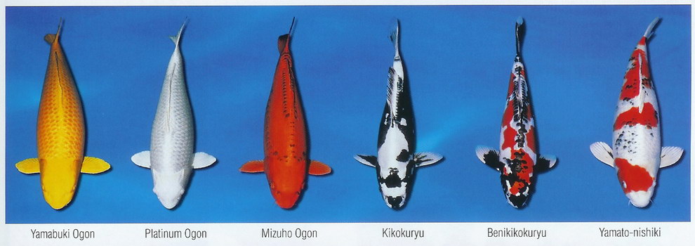 Základní barevné variety KOI (9)