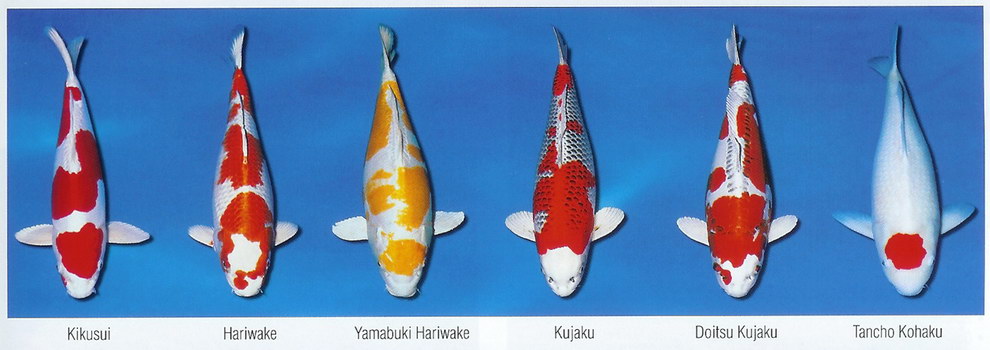 Základní barevné variety KOI (10)