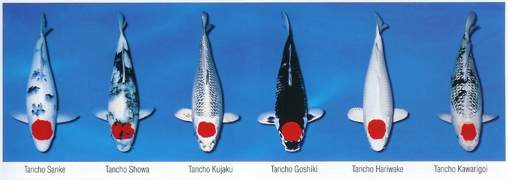 Základní barevné variety KOI (11)