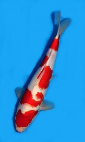 VHQ Kohaku  