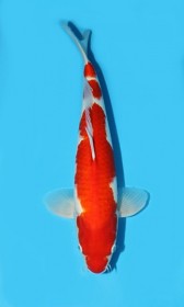 Kohaku
