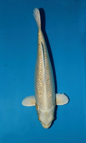 Yamabuki Ogon