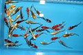 Tosai Long Fin Butterfly Mix 12-15cm