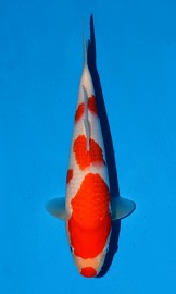 KOI SHQ Kohaku zima 2014 23 cm