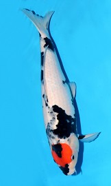 KOI SHQ Tancho Shiro Utsuri zima 2014 48 cm