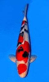 KOI VHQ Maruten Sanke jaro 2015 58 cm
