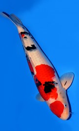 KOI VHQ Maruten Sanke jaro 2015 58 cm