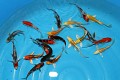 Tosai Long Fin Mix +/- 15cm 