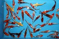 Nový import Metalic KOI Mix 12-15cm