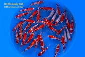 VHQ Tosai Tategoi Mix ... 28-32 cm