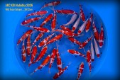 VHQ Tosai Tategoi Mix ... 28-32 cm