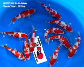 Tosai Gin Rin Kohaku from Maruyama KOI Farm