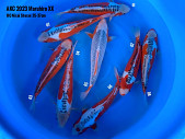 AKC 2023 Maruhiro HQ Nisai Shusui 35-37 cm
