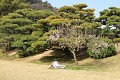 Tomuhle se říká polední siesta po Japonsku - lehnout si pod rozkvetlou sakuru ...