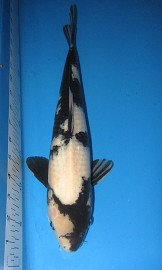 KOI Shiro Utsuri