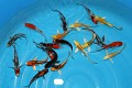 Tosai Long Fin Mix +/- 15cm