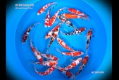 AKC 2026 KOI Tosai Tateshita Gosanke 21_26cm Detail