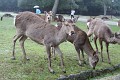 Jsou úplně všude, mají zde absolutní volnost a přednost. Mlsně čekají na dobrůtky od turistů ...