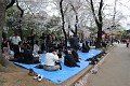 Pod kvetoucími sakurami se pořádají velké "pikniky"...