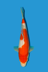 Kohaku září 2024