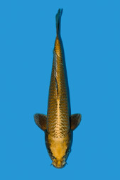 Golden kabuto září 2024