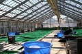 Dainichi KOI Farm ... je zbytečné mluvit o věhlasu těchto farem - stačí se podívat do jejich nádrží a tomu odpovídá i cena ... 