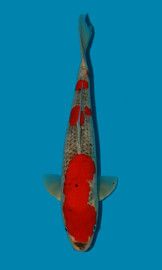 KOI VHQ Goshiki _ Leden 2022