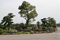 Tvarované stromy nesmí chybět na žádné japonské zahradě ...