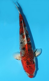 KOI Goshiki zima 2012 44 cm