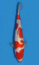 Kohaku Kuchibeni