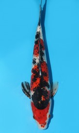 KOI Showa jaro 2015 40 cm