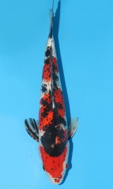 KOI Showa jaro 2015 40 cm