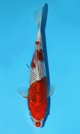 KOI Goshiki