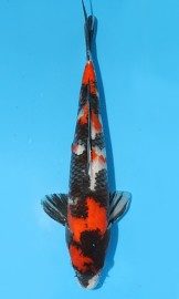 KOI VHQ Showa jaro 2015 47 cm 