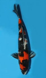 KOI VHQ Showa zima 2012 43 cm