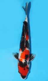 KOI VHQ Showa jaro 2015 42 cm