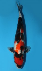 KOI VHQ Showa zima 2012 35 cm