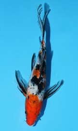 KOI Butterfly Sanke